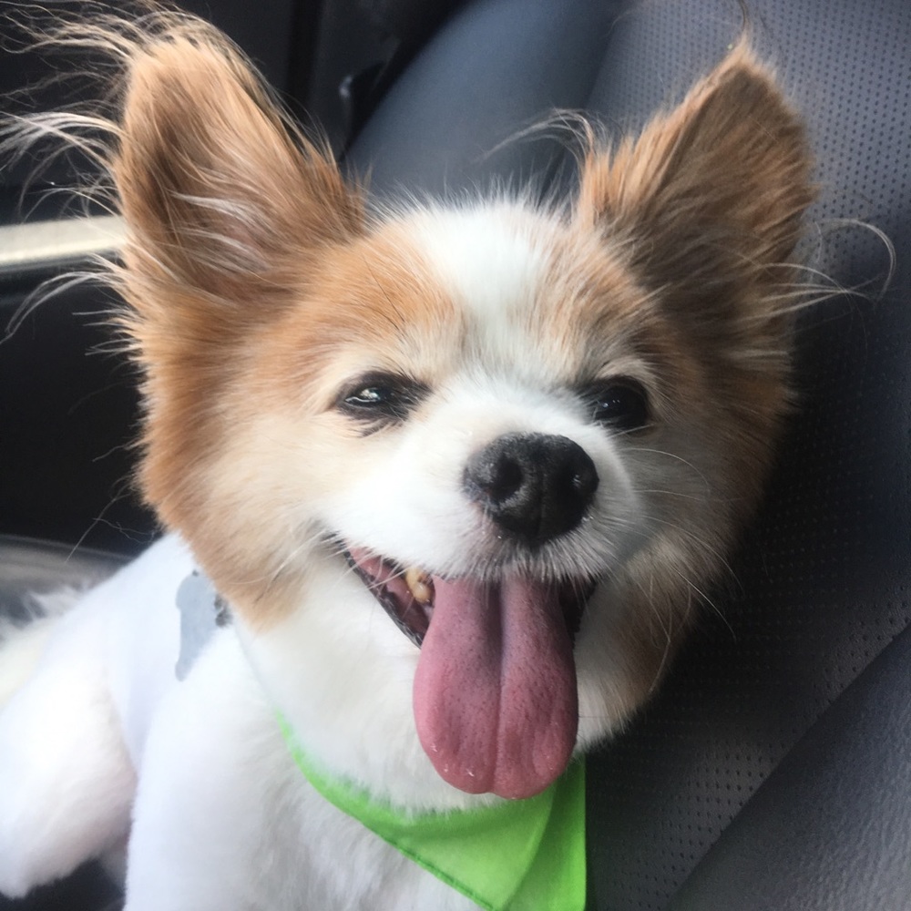 Meet your Posher, Christopher